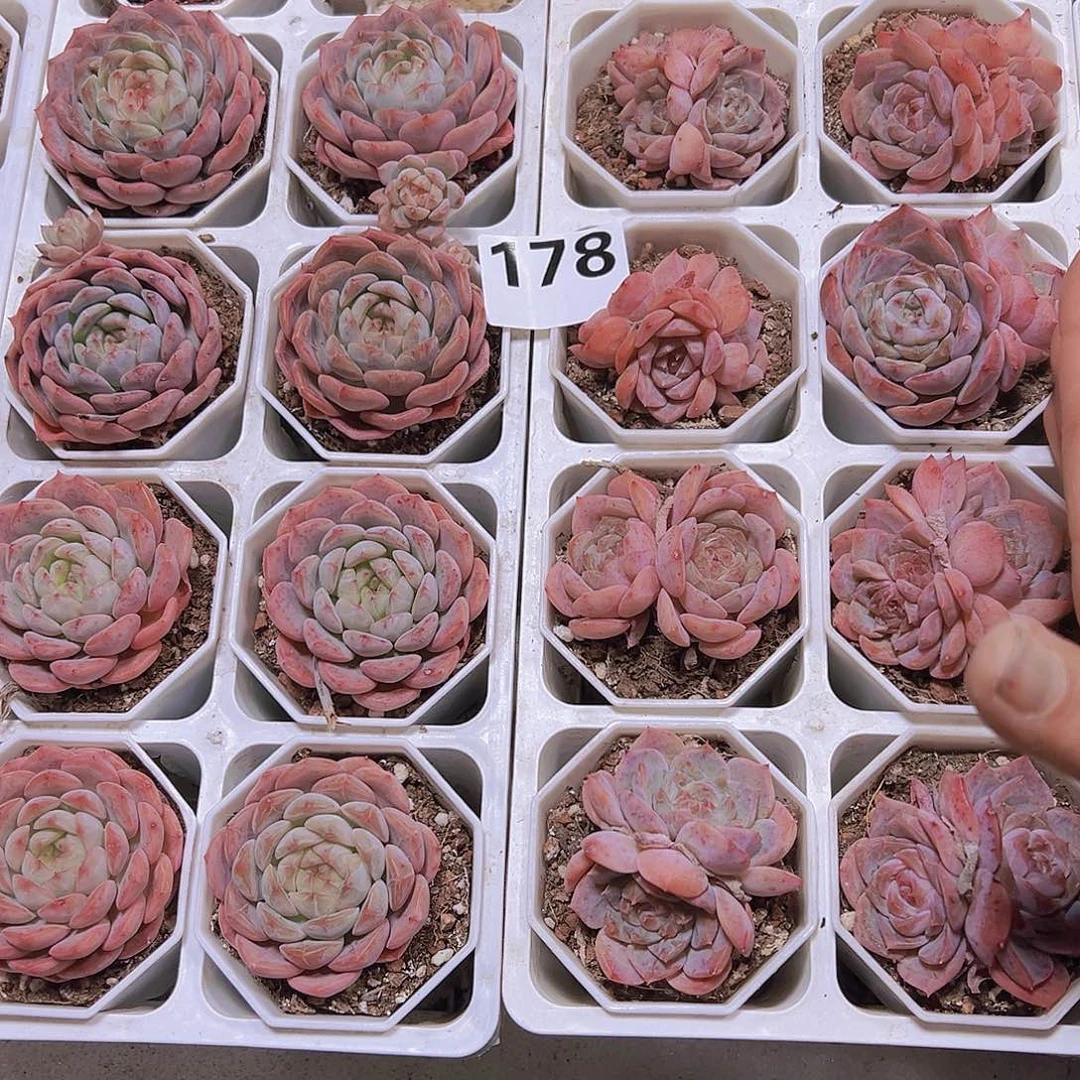 樱花冰魄双头大包子冰魄2盆