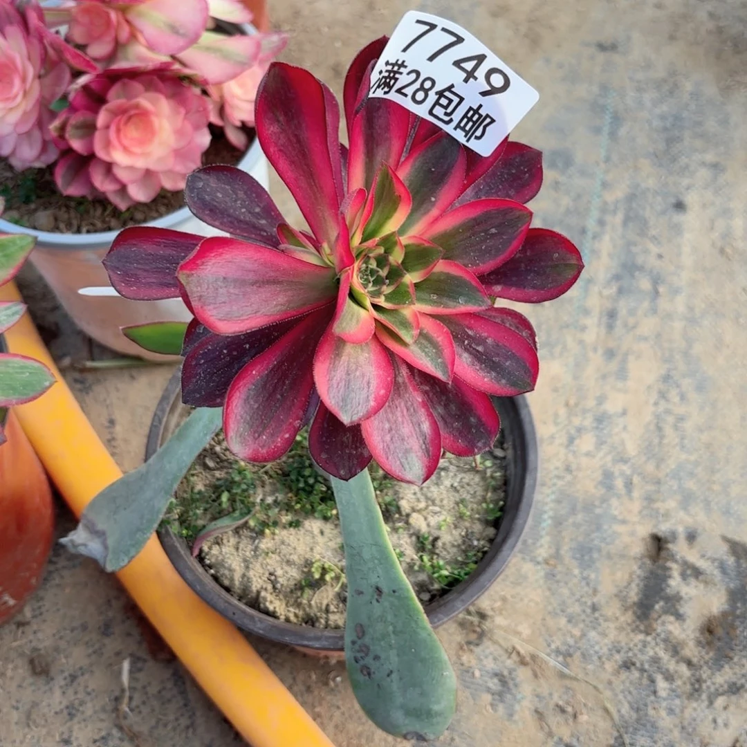 D.   7749红魔女多肉