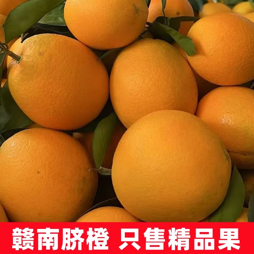正宗赣南橙子脐橙新鲜现采现摘应季直发果园水果当季热卖赣南脐橙