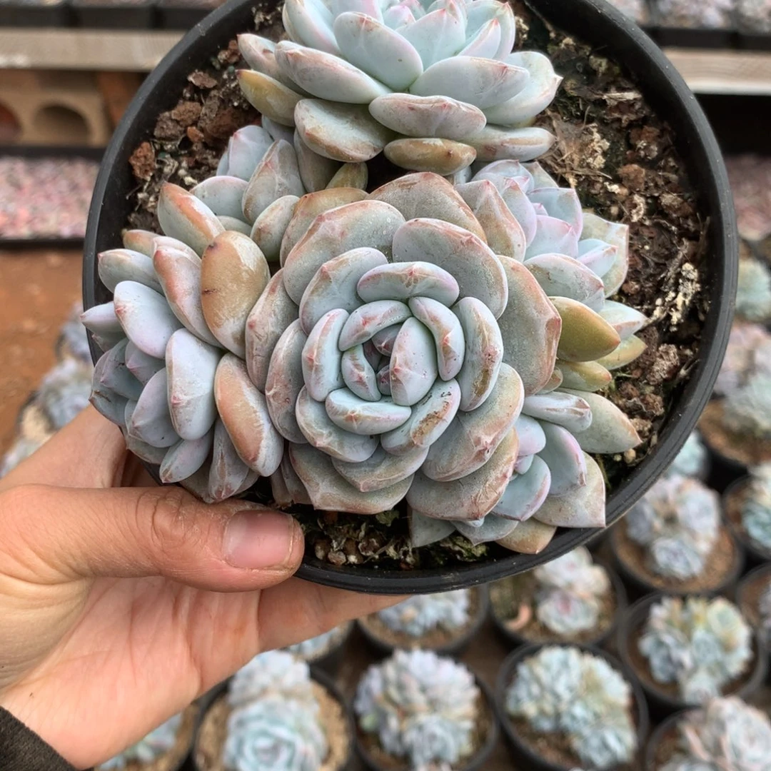 无花朵无砍哈哈哈哈哈哈哈哈哈59