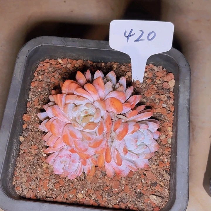 渃梦露一物一拍420...