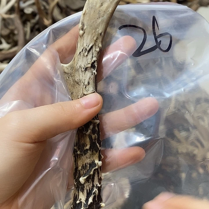 无非金属鹿角角鹿