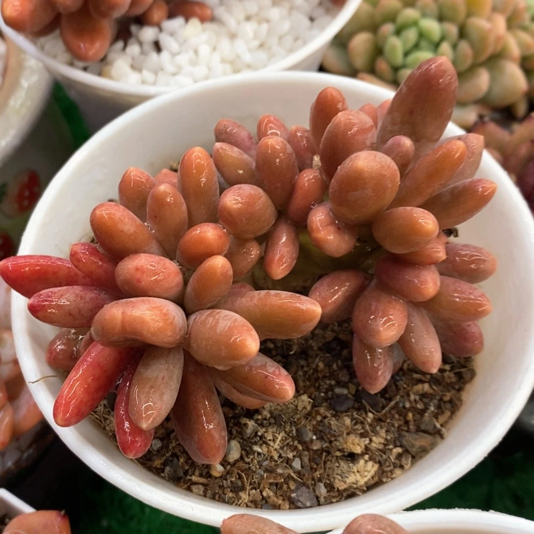 糖果美人多肉植物盆栽