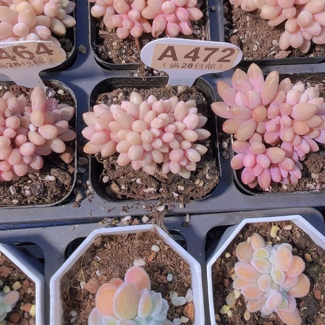 A472星黛露一物一拍