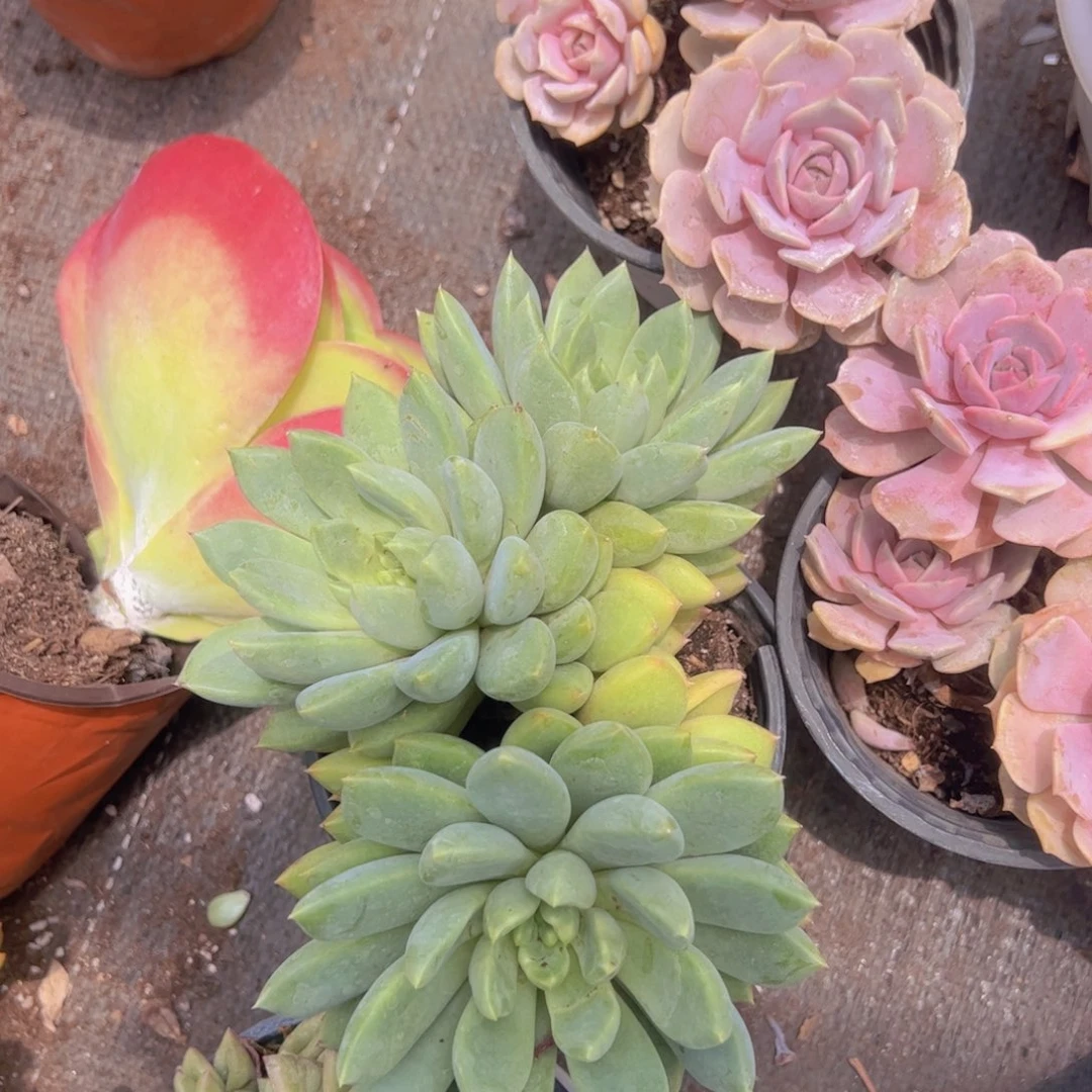 黄金象牙三头起发