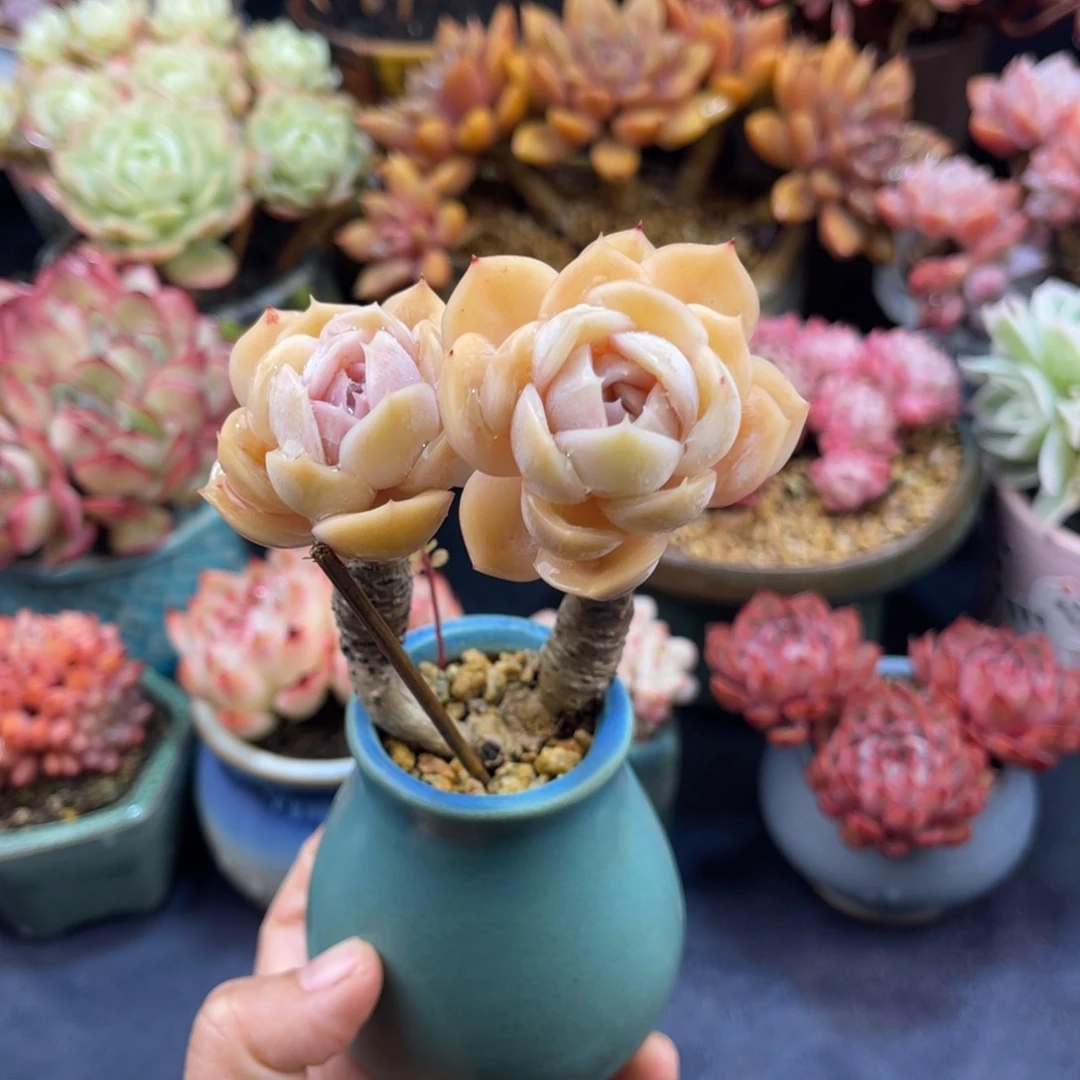 ?*?蓝色惊喜 八公分 带盆