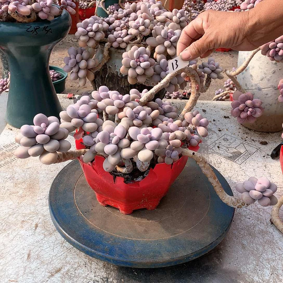 13一物一拍桃蛋老桩