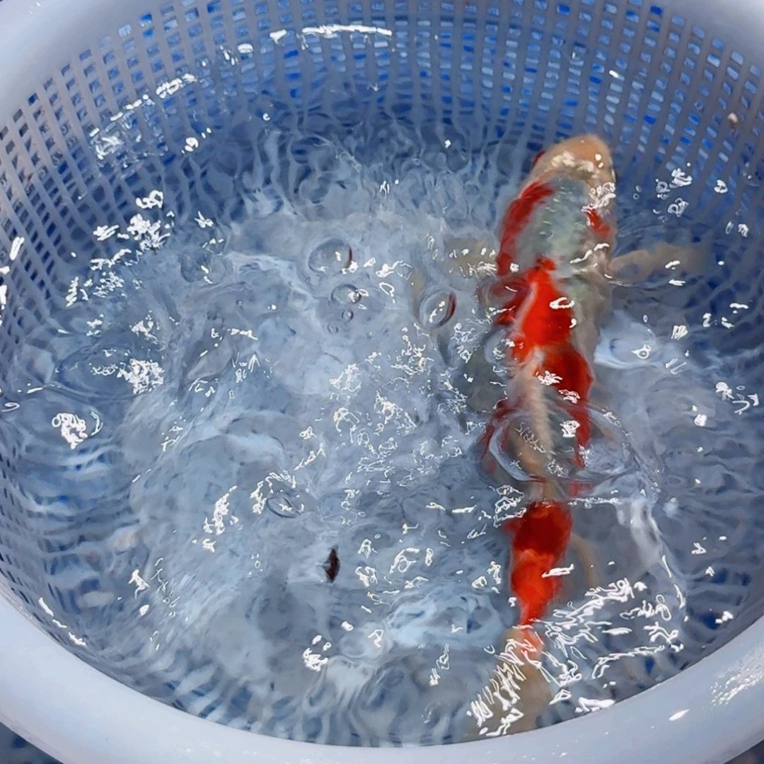 锦鲤精品甄选血统锦鲤