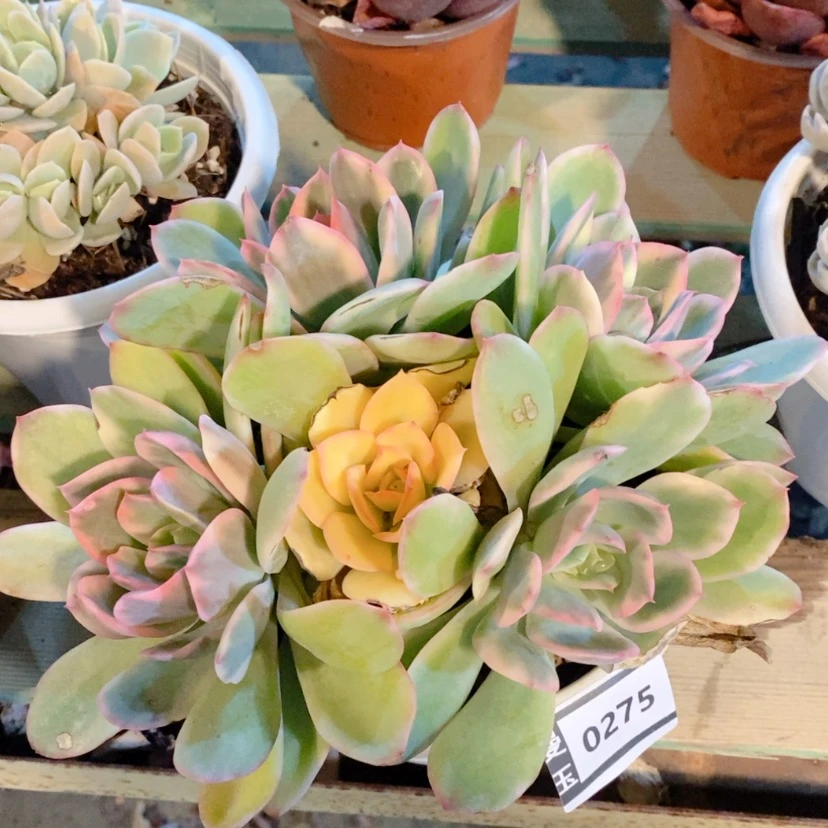 【闪购商品】绮罗锦0275