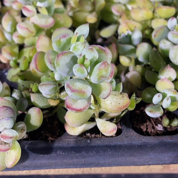 小打磨1元带土发