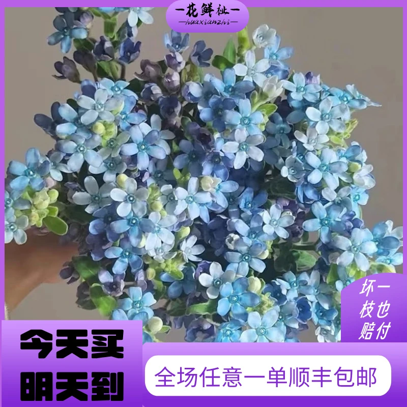 花鲜祉【蓝星花8-10枝/扎】今天拍明天送到家云南基地直发