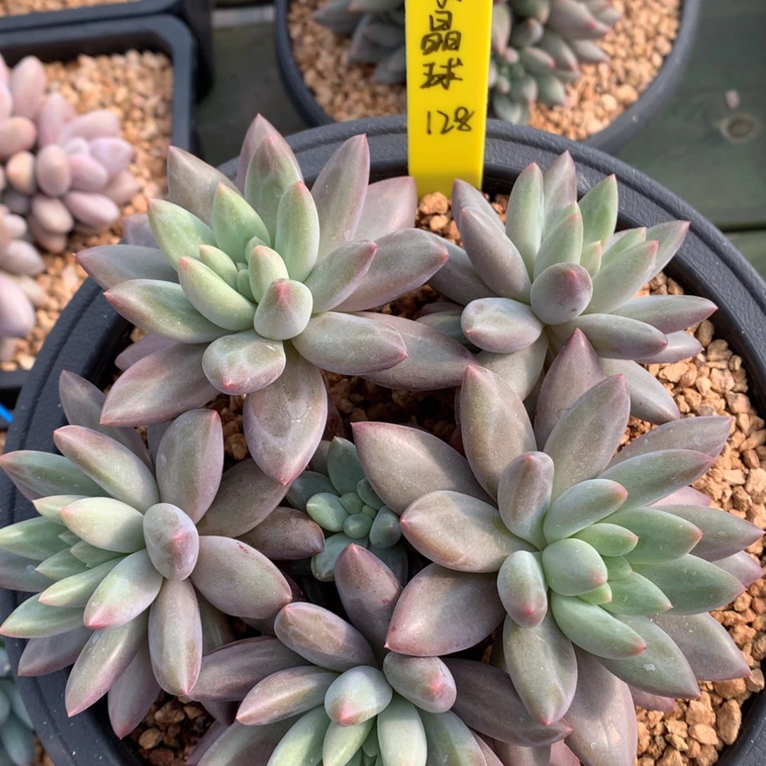 水晶球 多头 一颗