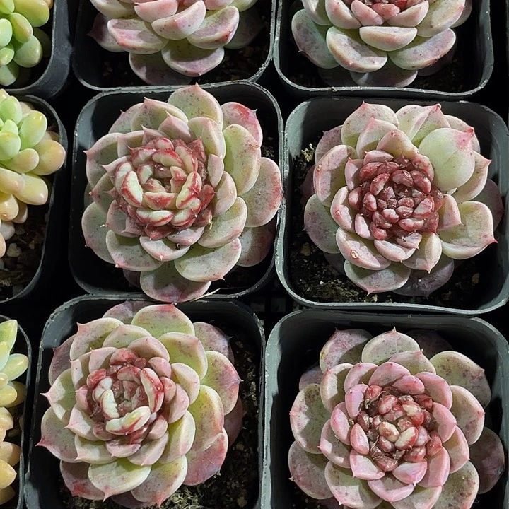 单头天鹅绒带盆土