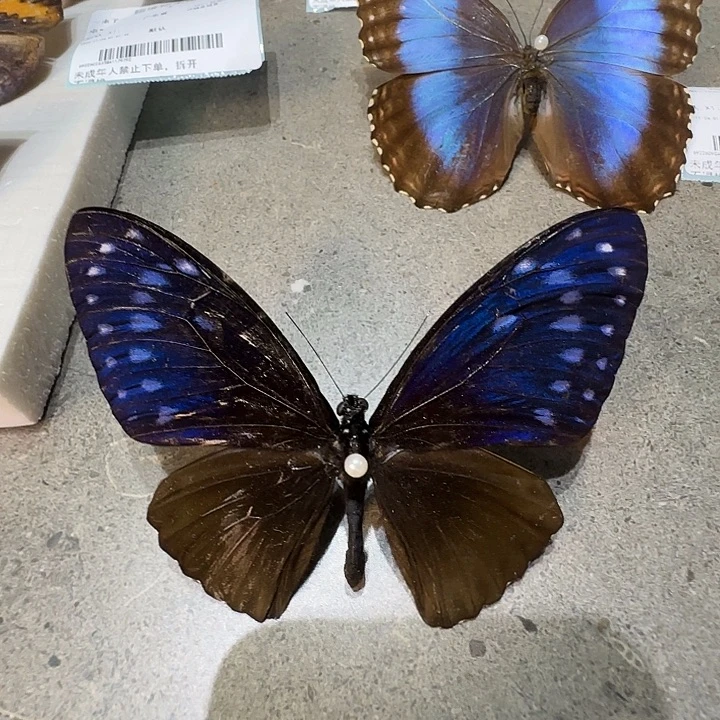 翠兰斑凤蝶瑕疵处理