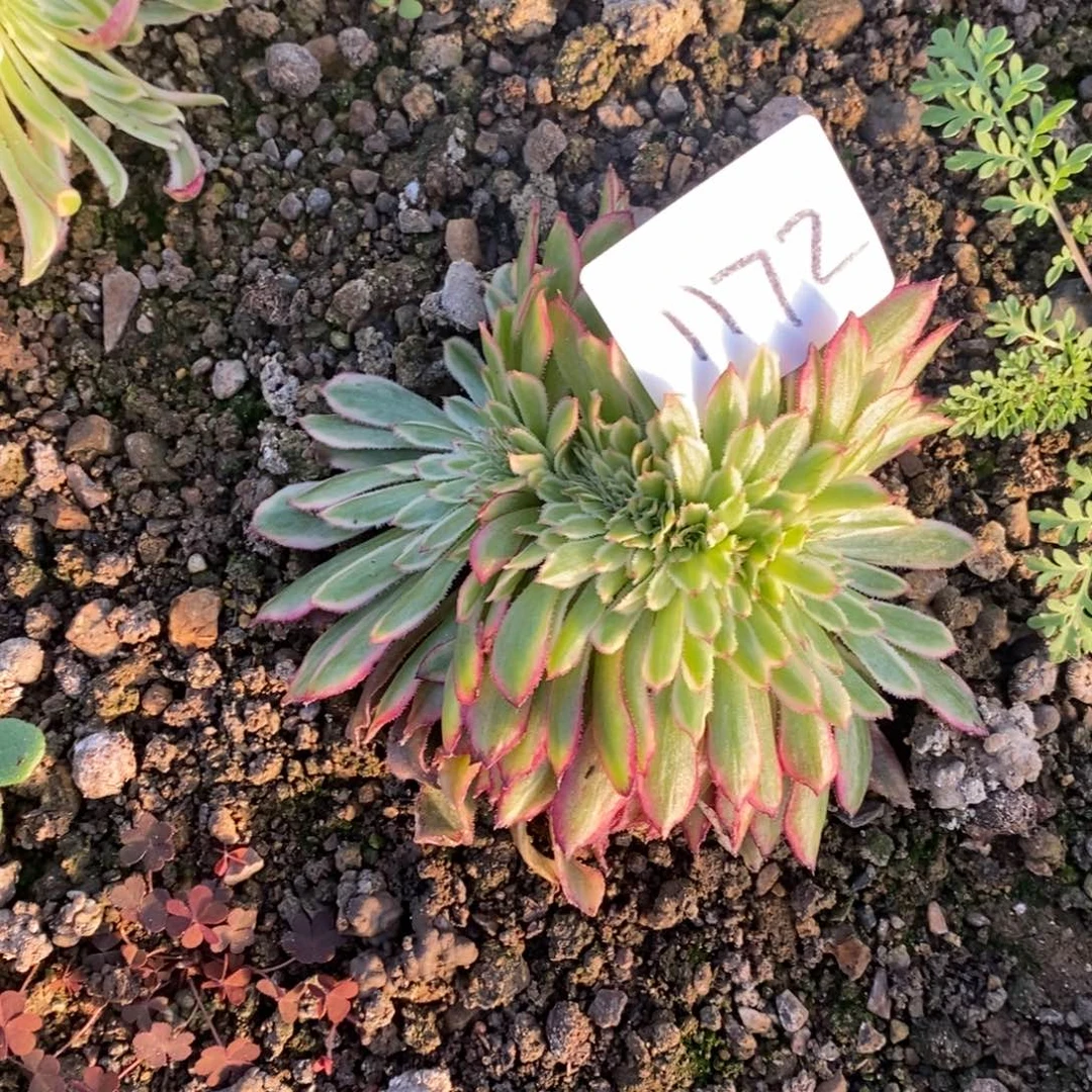 1172粉黛缀多肉植物