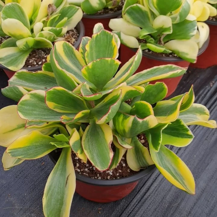 包菜家族的青梅白覆轮锦