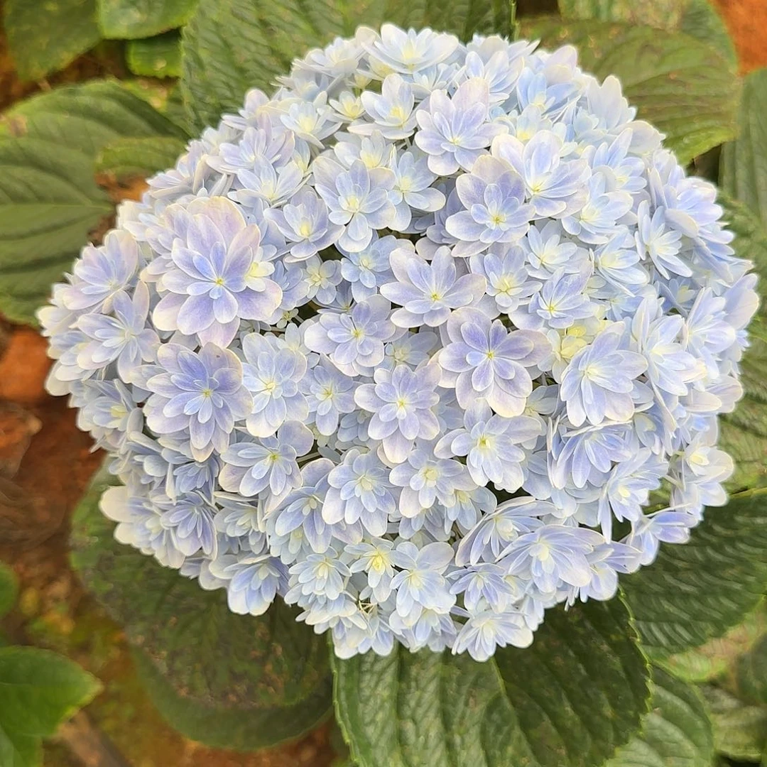 不***️绣球切花一物一拍3枝起包邮，105