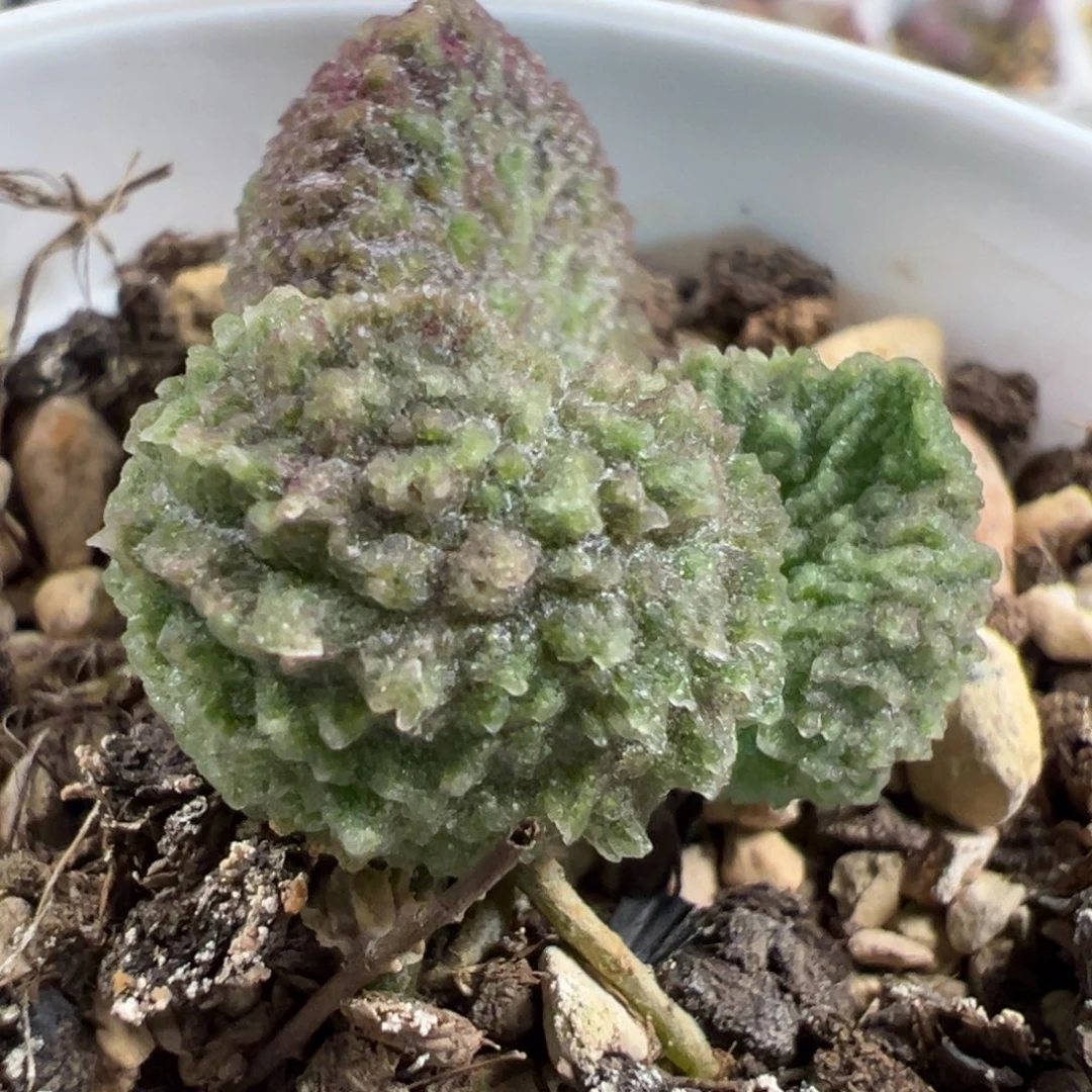 实生新品多肉植物水泡
