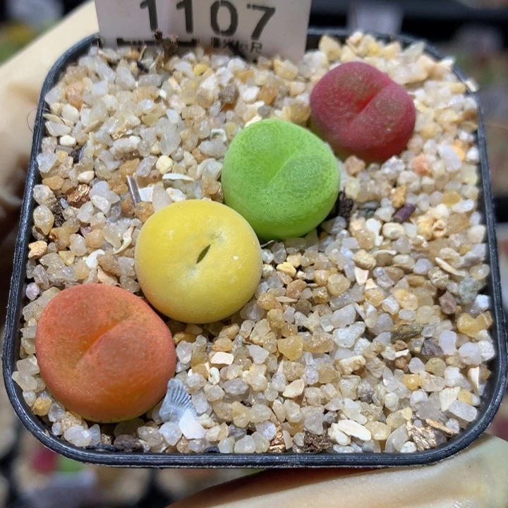 Sss精品生石花1107