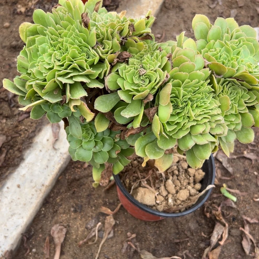 992多肉   绿羊绒缀不包断头