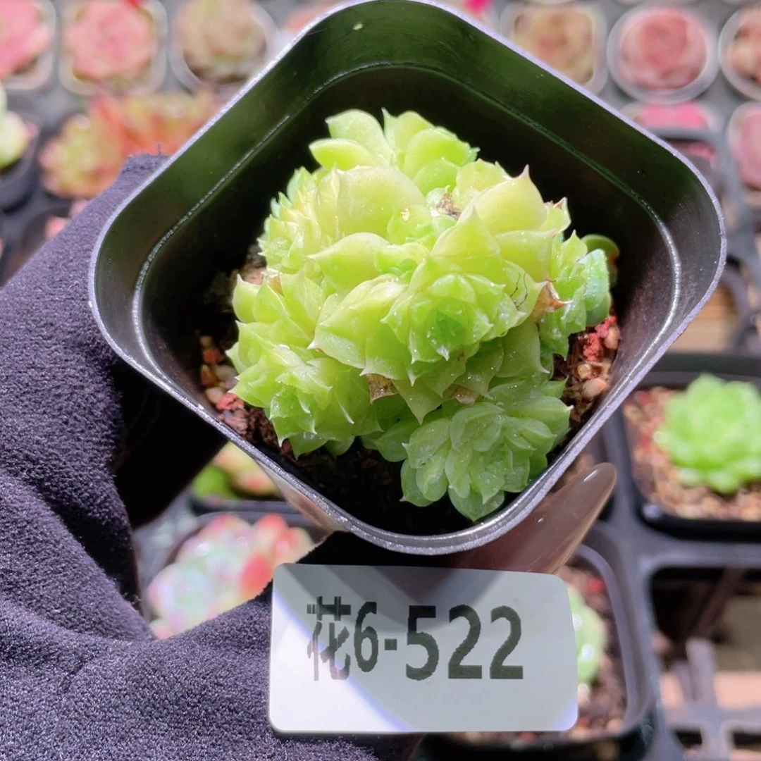 花利美6-522麦秆群