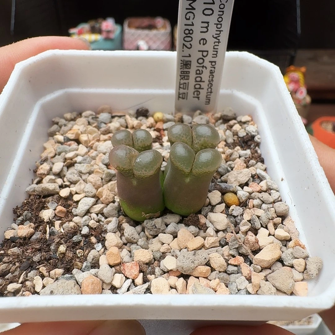 多肉植物福利风铃捡漏263
