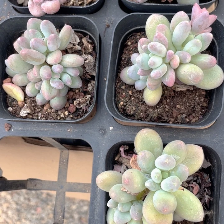 樱花奶无砍随机发满18