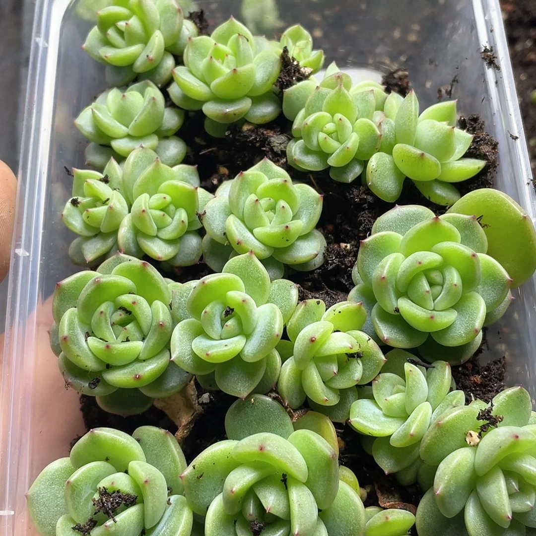败*珍妮一物一拍155
