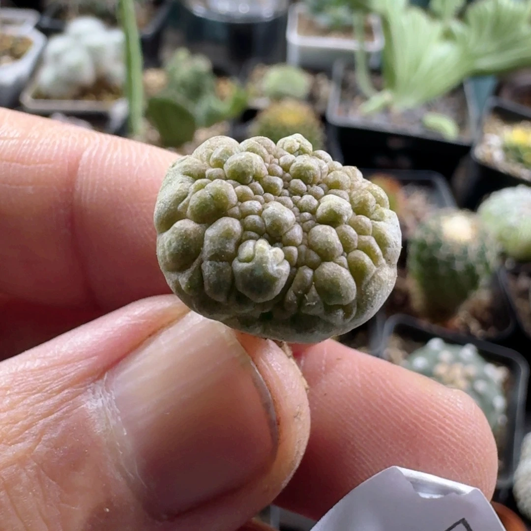 508凝蹄玉脱土发货实生