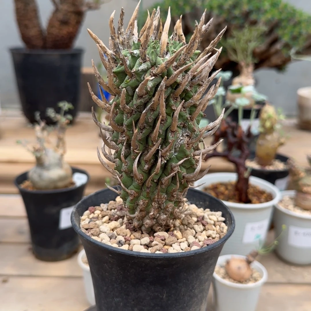 斗牛角大戟块根植物
