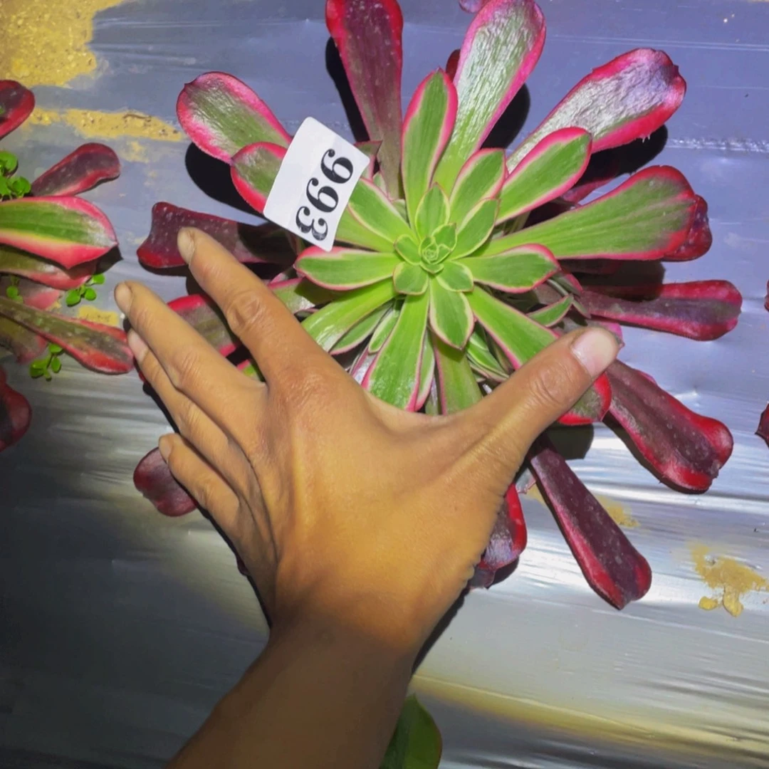 美杜莎多肉植物993