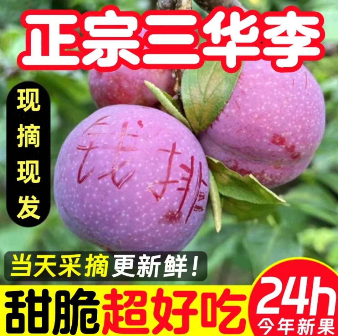 【现货现发】正宗广东钱排红心三华李应季新鲜红心脆李酸甜红心李子