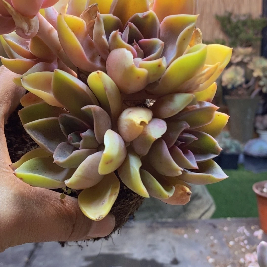 风***月D121号紫气东来