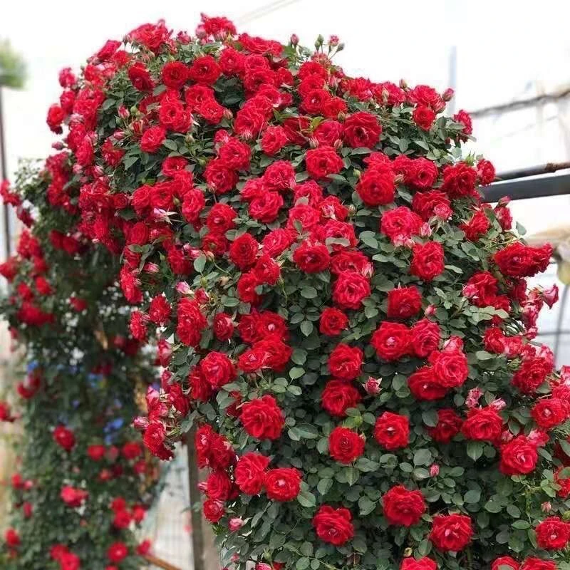 红色龙沙宝石藤本爬藤月季1.5米左右土球发货