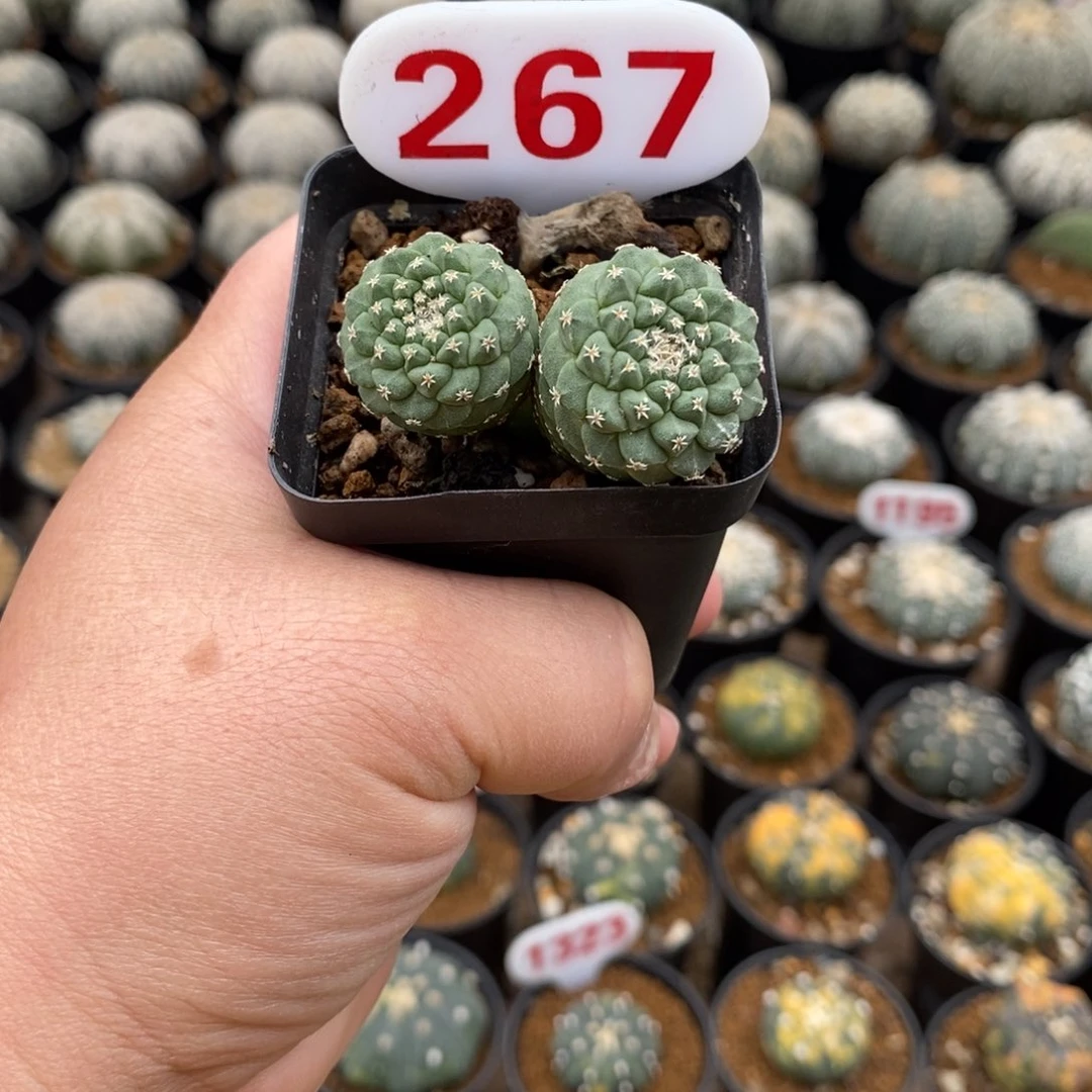 267福利双头菊水