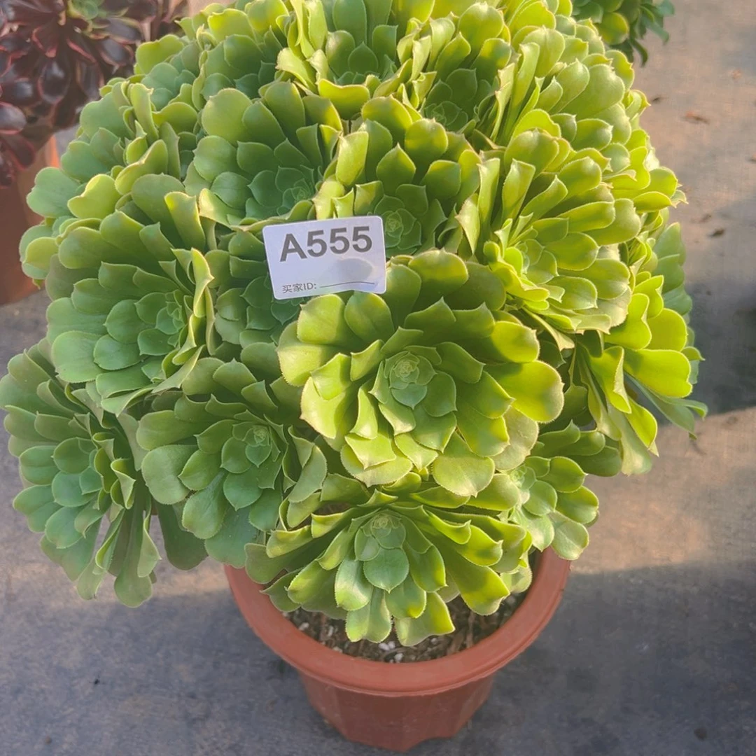 ！*！555绿羊绒法师，多肉植物