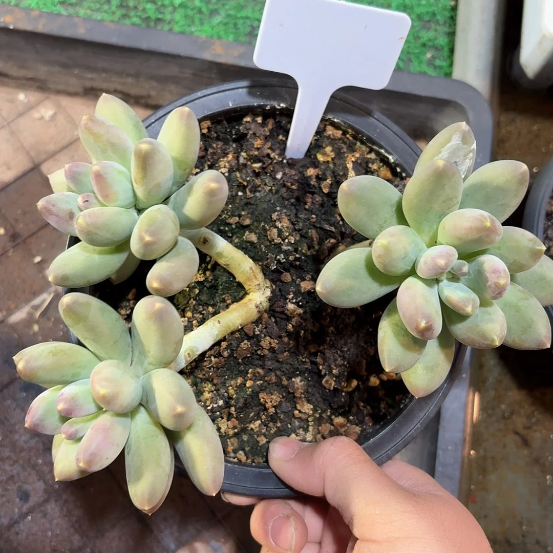 蓝眼睛99999999999999999