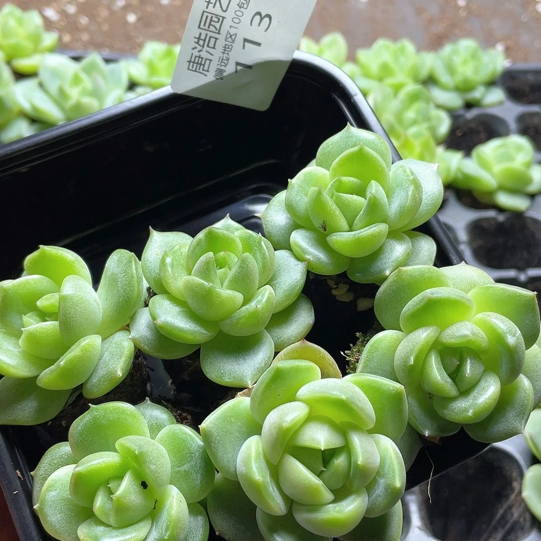 H*.绿珍妮一物一拍113