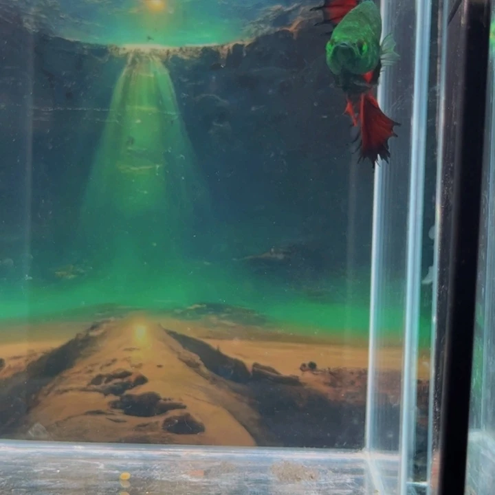 斗鱼不行啊太好看咯打