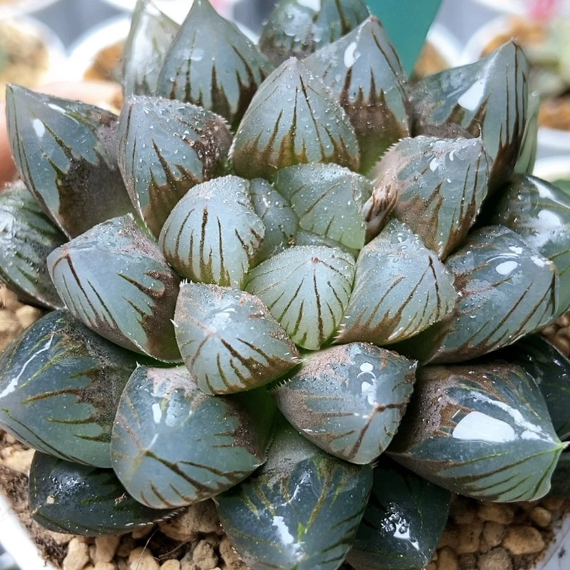 【闪购商品】空**荡龙爪70