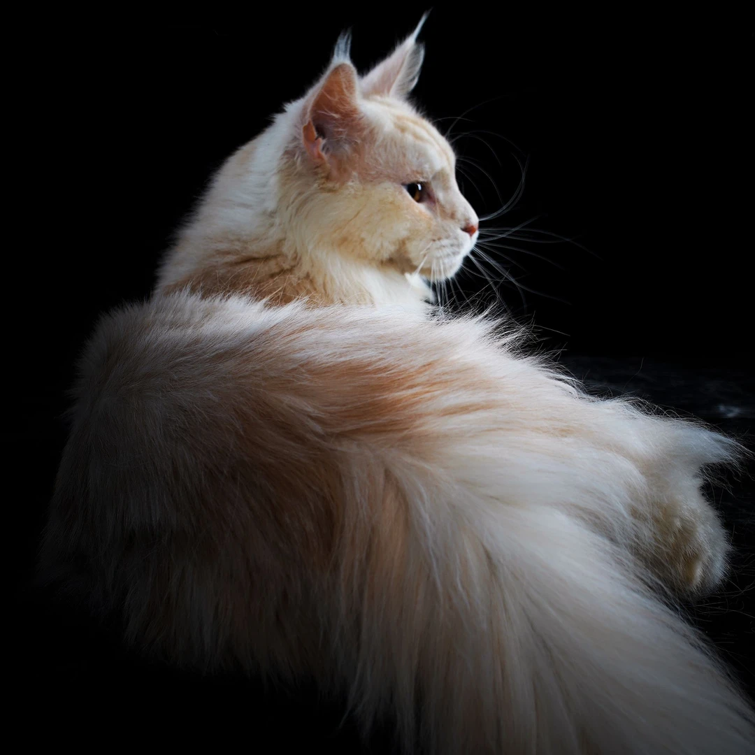 活体幼猫纯种大体缅因猫咪库恩猫温柔巨人家庭陪伴类型的纯种缅因