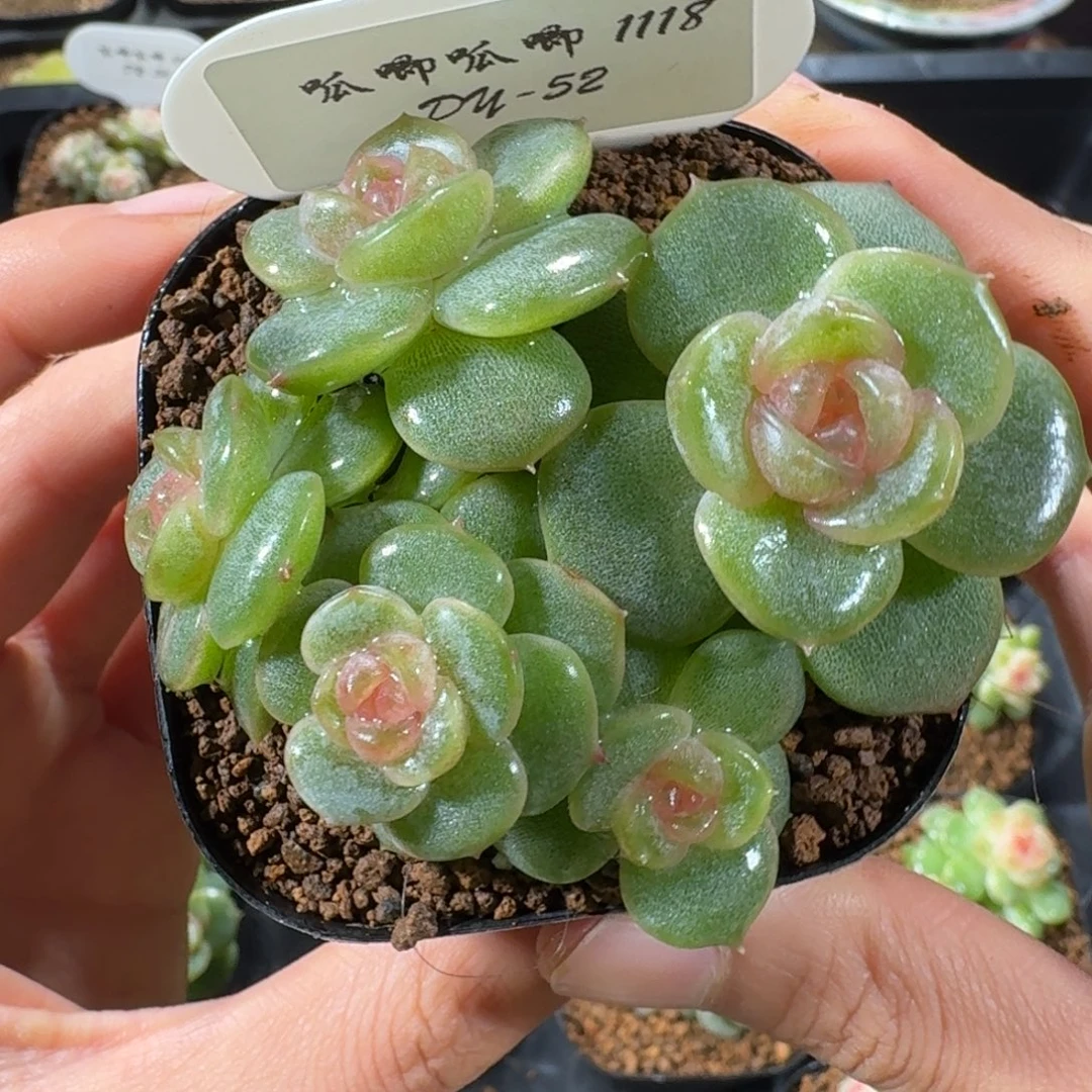 1118-52-紫色心情五头