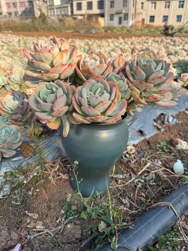 户外地挖老桩白月光多肉植物