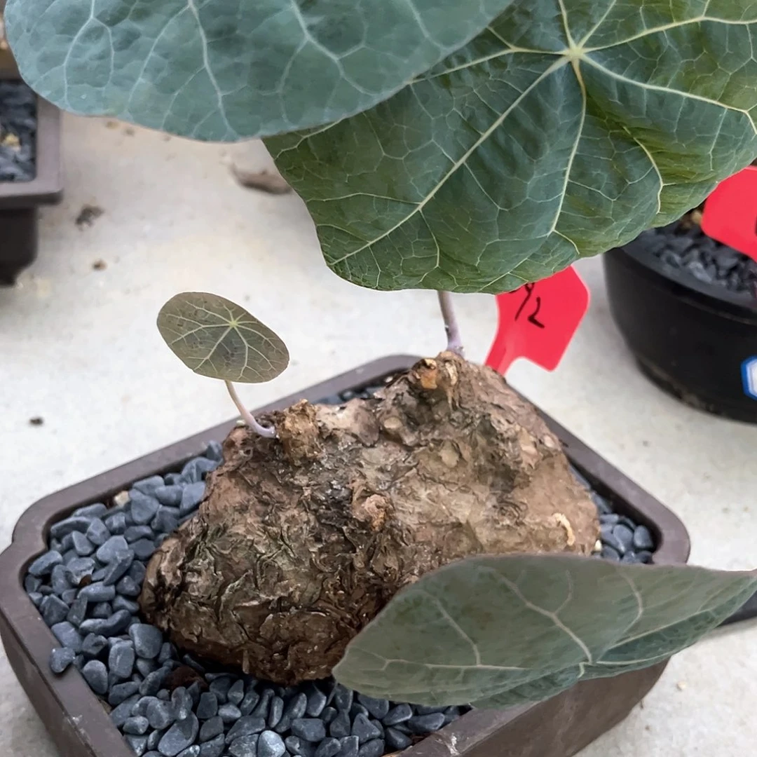 潮流植物双头一叶龟，超冰蓝D92