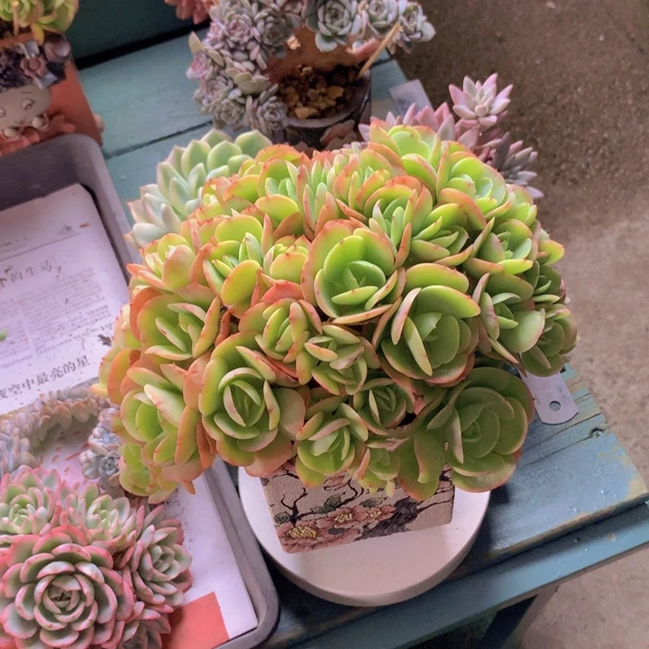碧桃朵朵无砍自然群