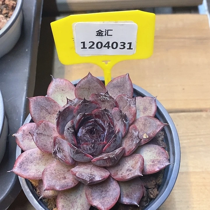 福利多多。1204031