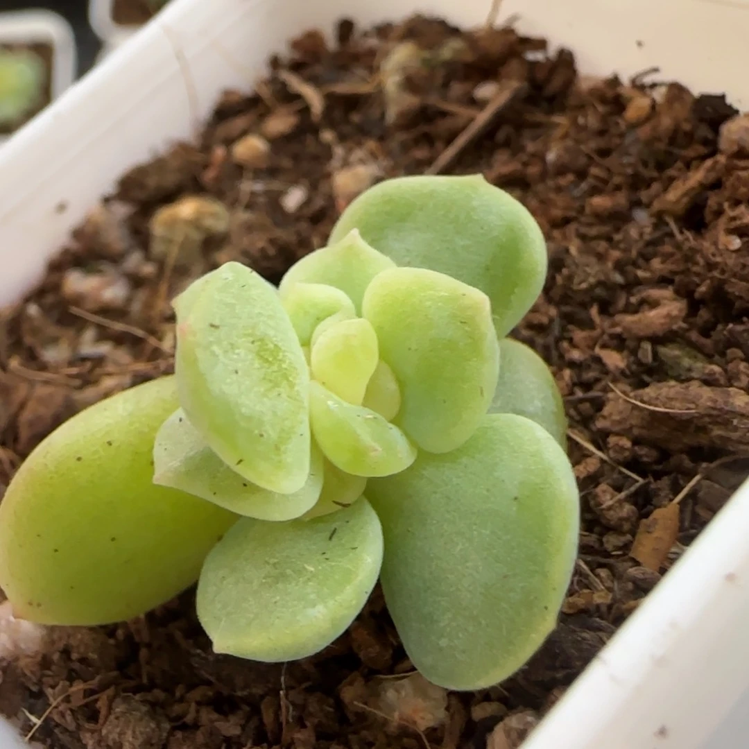 紫***燕冰透绝绝子一颗多肉