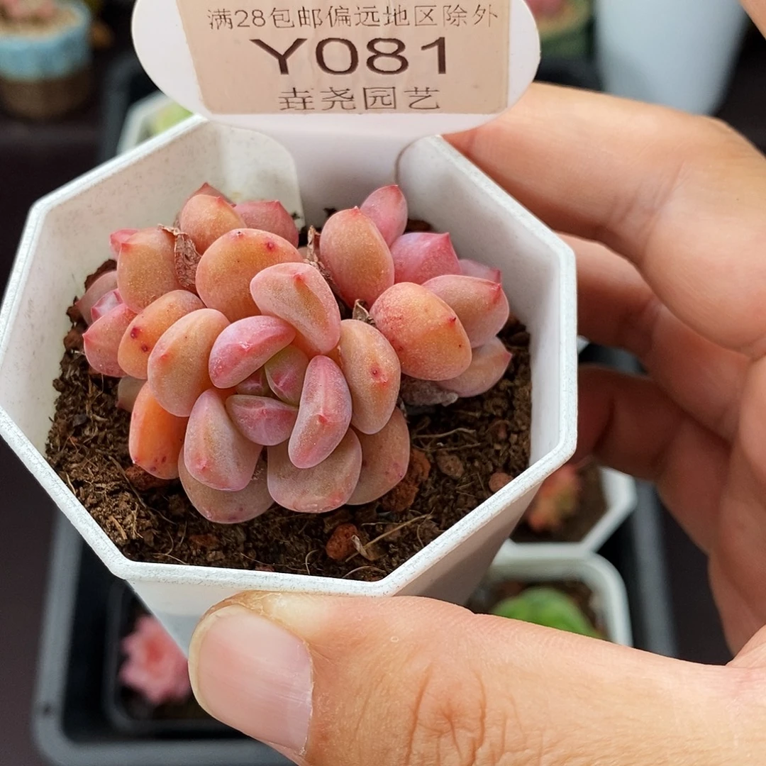 0081 林依晨群 5cm