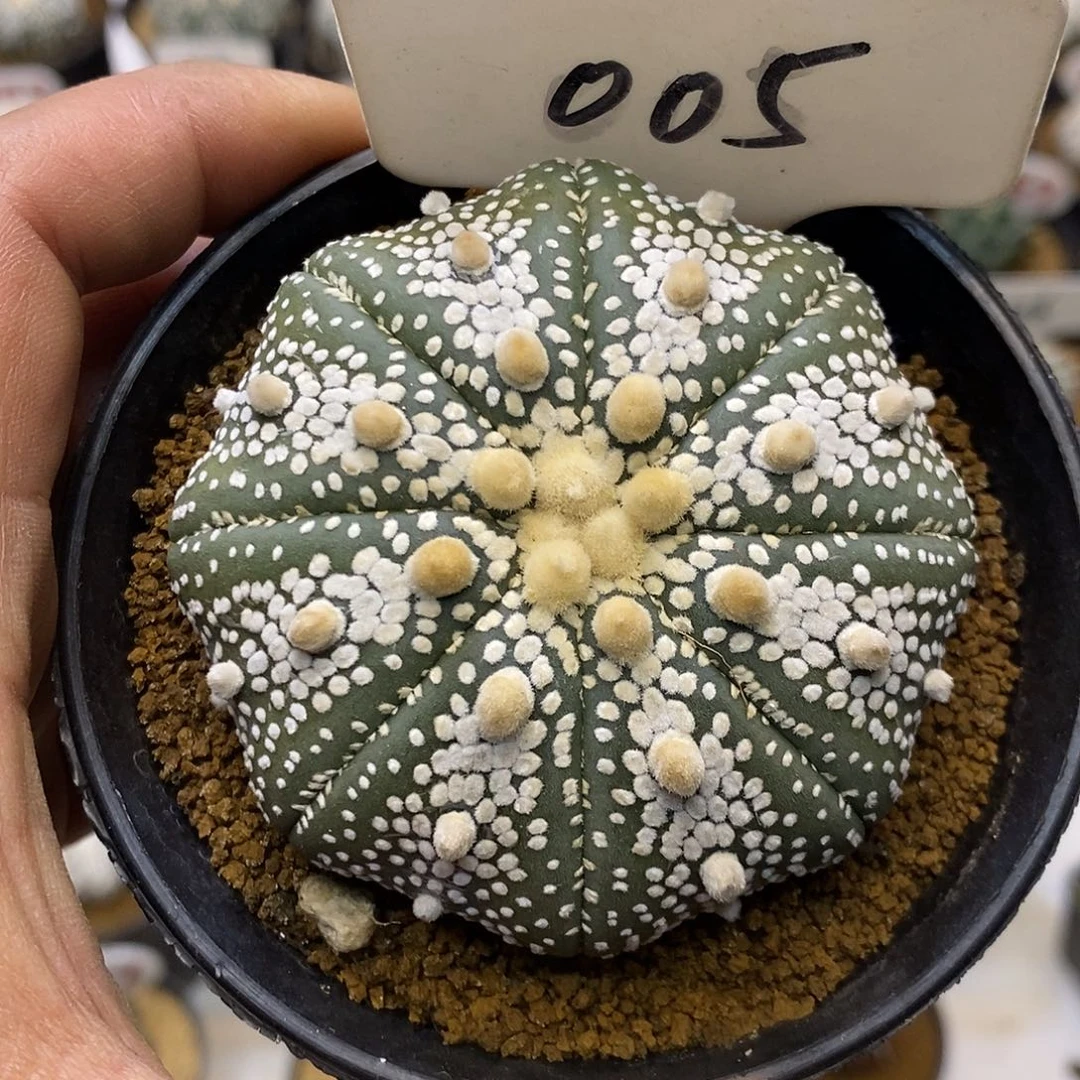 005奇迹福利了特价啦