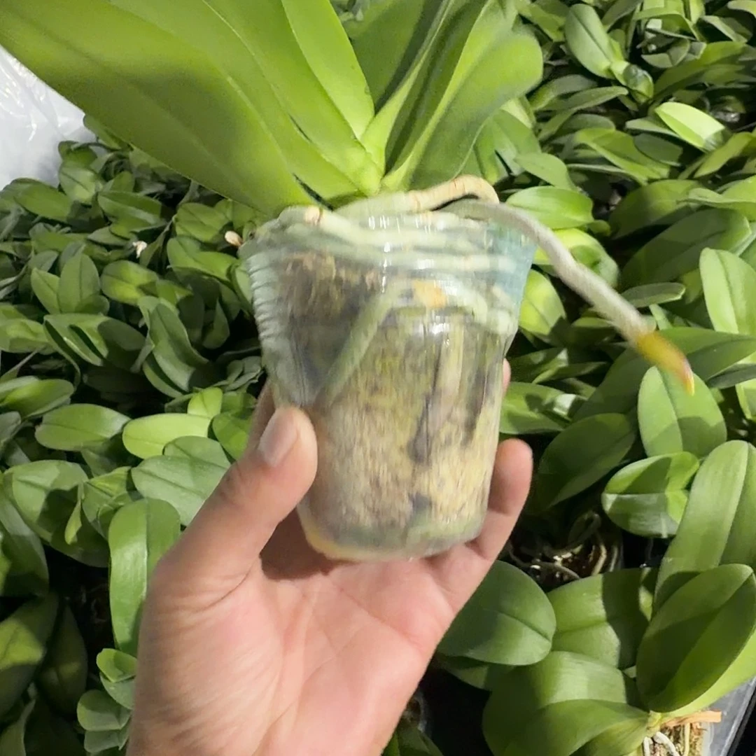 无花朵粉水晶2.8号苗